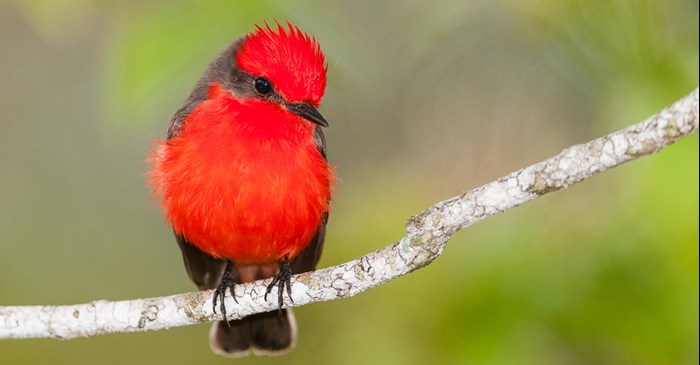 Vermilion Flycatcher