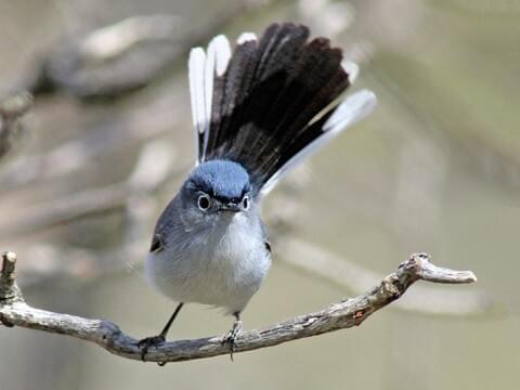 Blue-gray Gnatcatcher Identification, All About Birds, Cornell Lab of  Ornithology