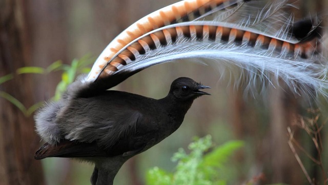 Lyrebirds 3